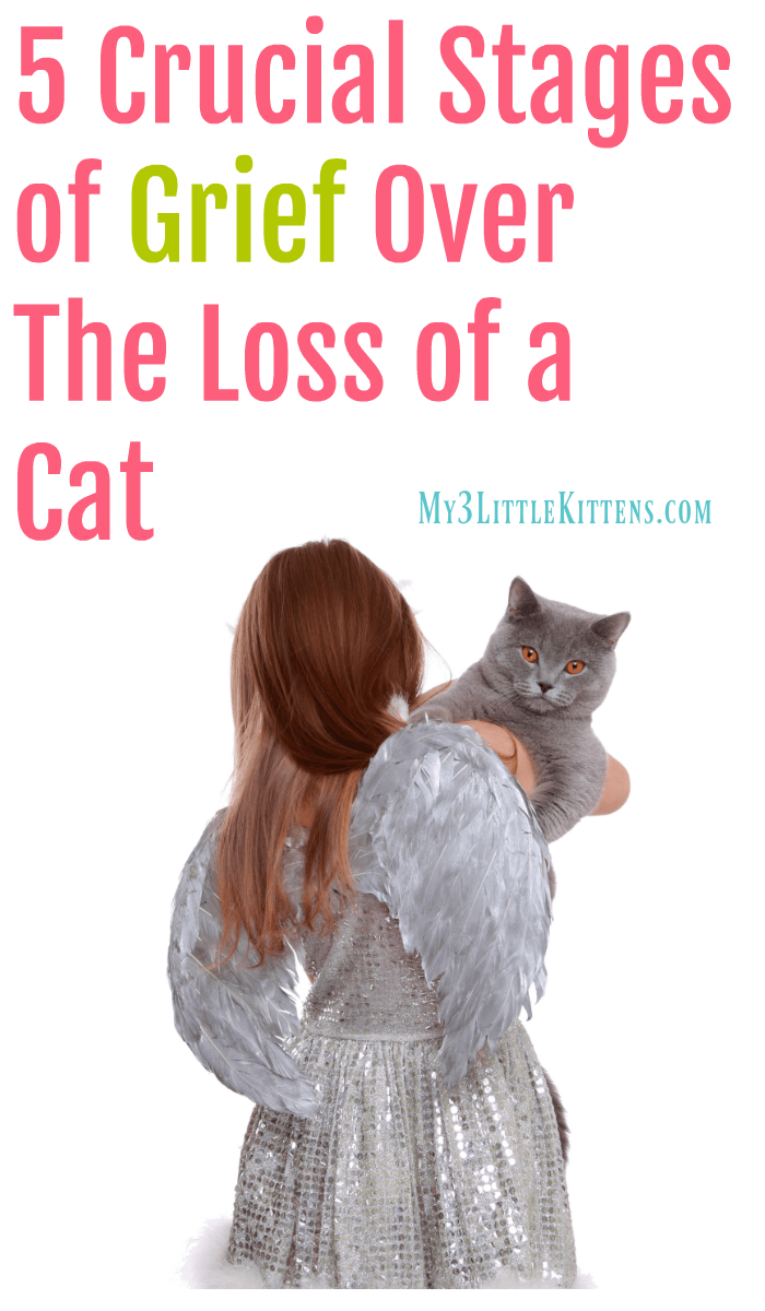5 Crucial Stages of Grief Over The Loss of a Cat. There are ways to cope after goodbye.