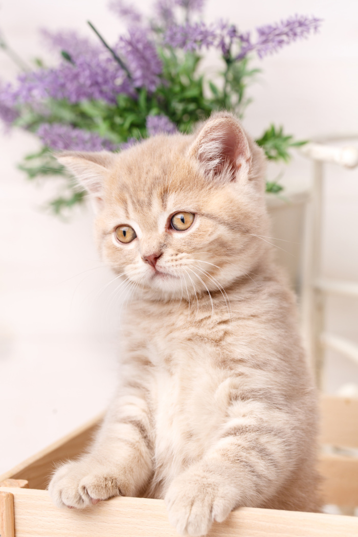 10 Benefits to Having a Cat. A must read for any kitty owner!