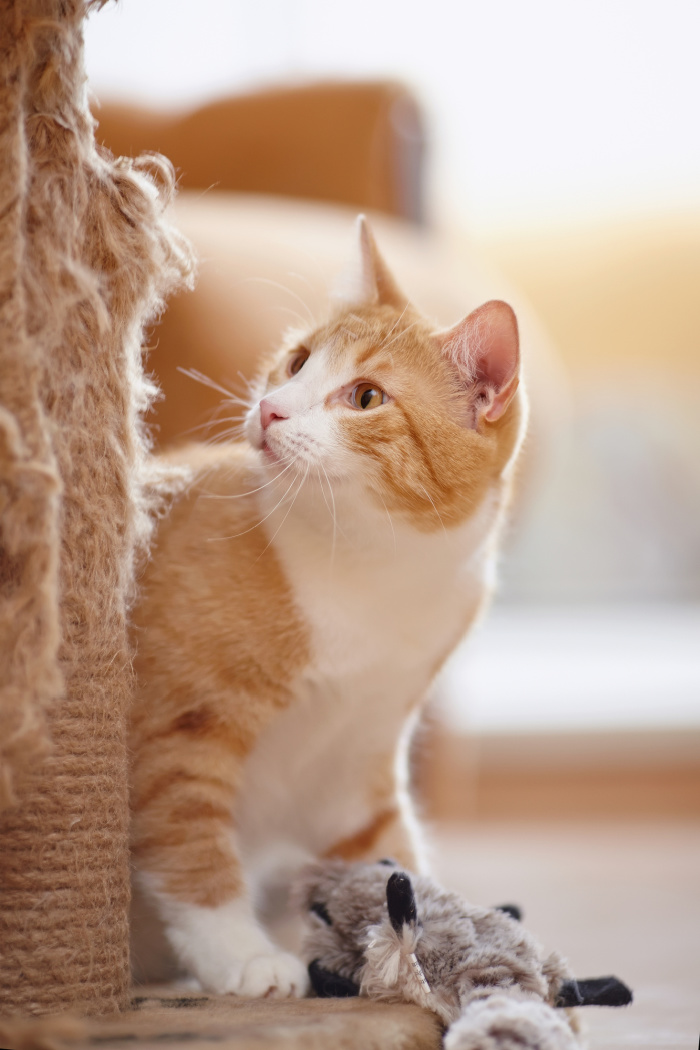 10 Benefits to Having a Cat. A must read for any kitty owner!
