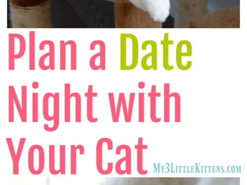 Plan a date night with your cat. These ideas will have you and your cat meowing the night away!