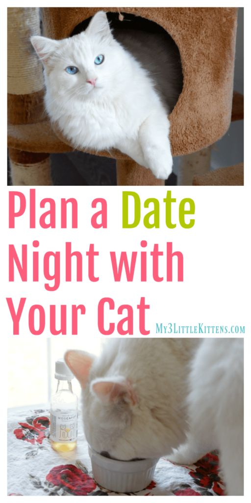 Plan A Date Night With Your Cat - My 3 Little Kittens