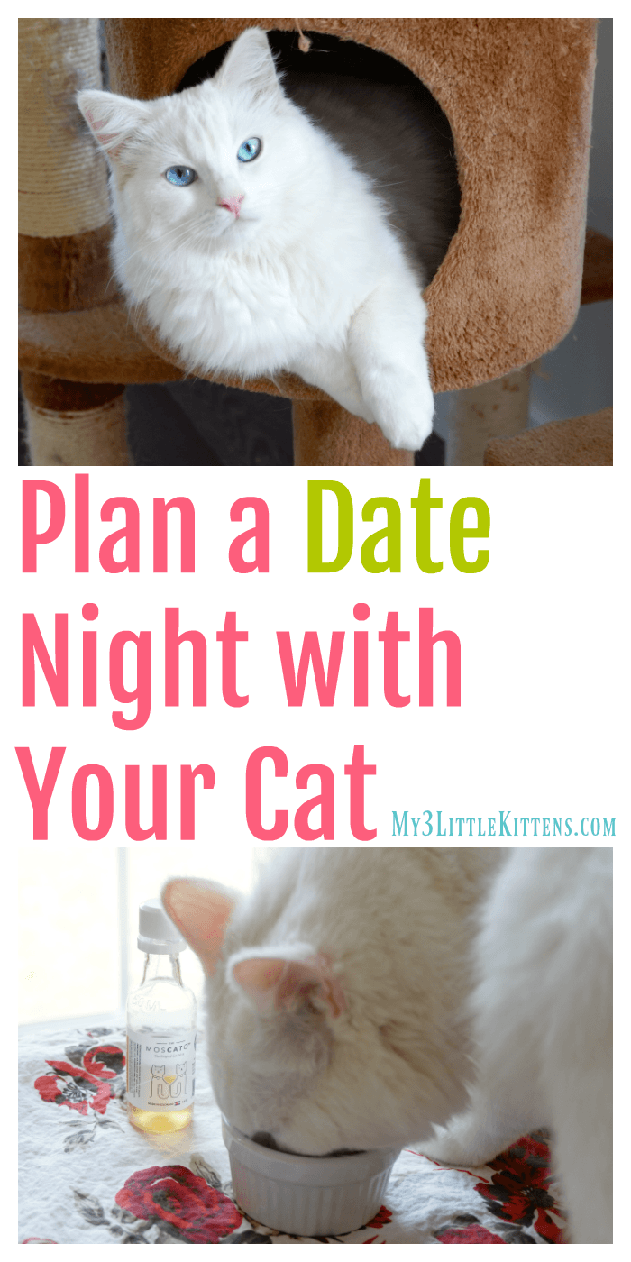 Plan a date night with your cat. These ideas will have you and your cat meowing the night away!