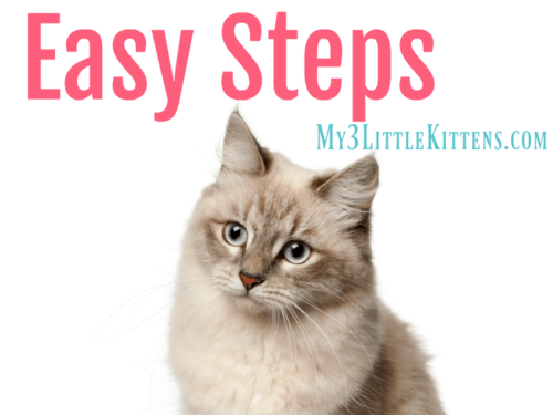 Groom Your Cat in 3 Easy Steps. This guide to cat grooming will have your cat clean and happy in no time at all!