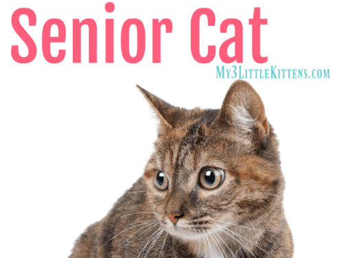 5 Reasons to Adopt a Senior Cat. Every kitty deserves a loving home.