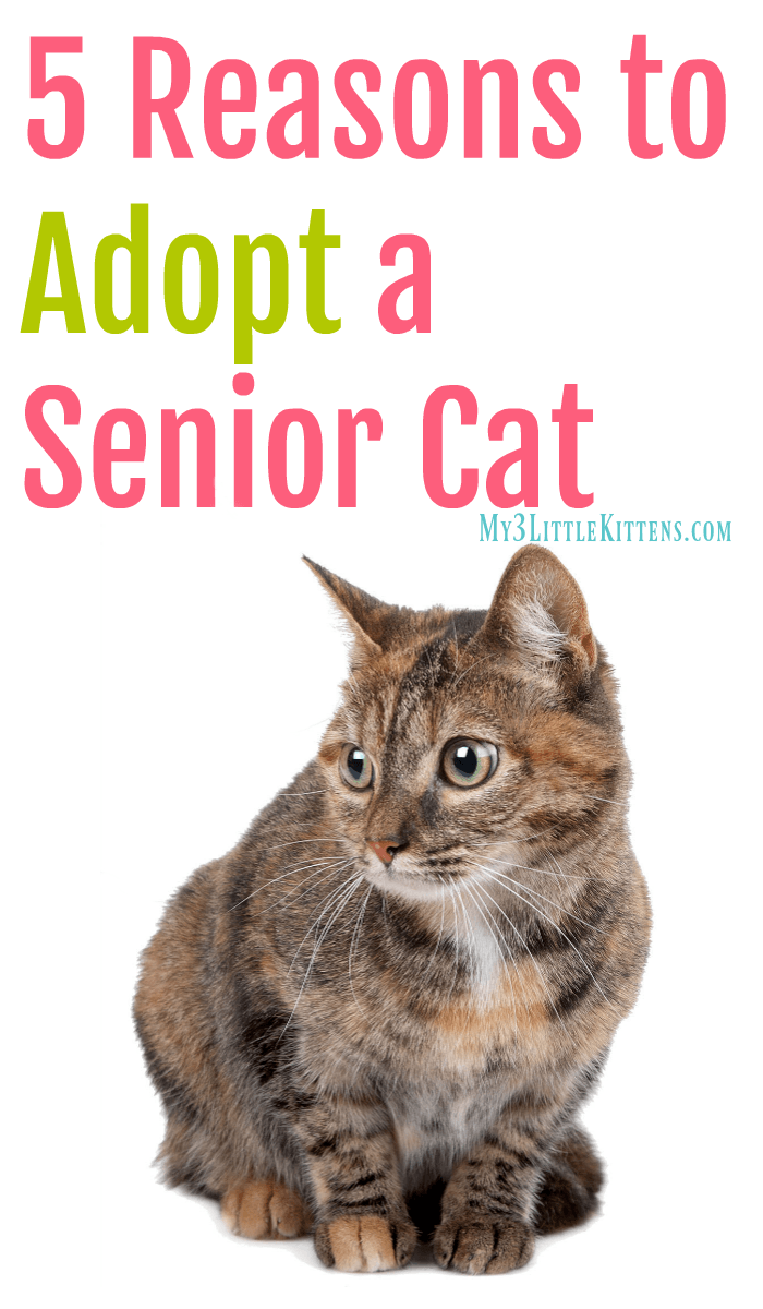 5 Reasons to Adopt a Senior Cat My 3 Little Kittens