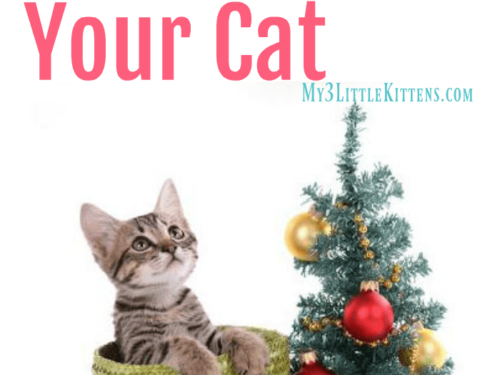 5 Holiday Hazards for your Cat. Keep kitty safe this Christmas!