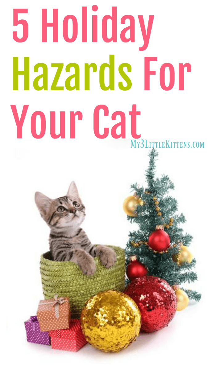 5 Holiday Hazards for your Cat. Keep kitty safe this Christmas Season!