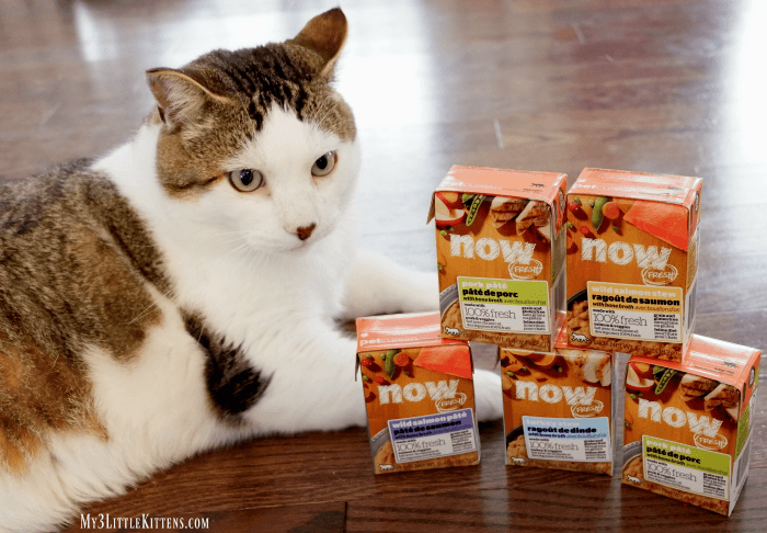 NOW FRESH Natural Cat Food for the Kitty in your life!