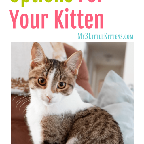 Cat Litter Options - My 3 Little Kittens