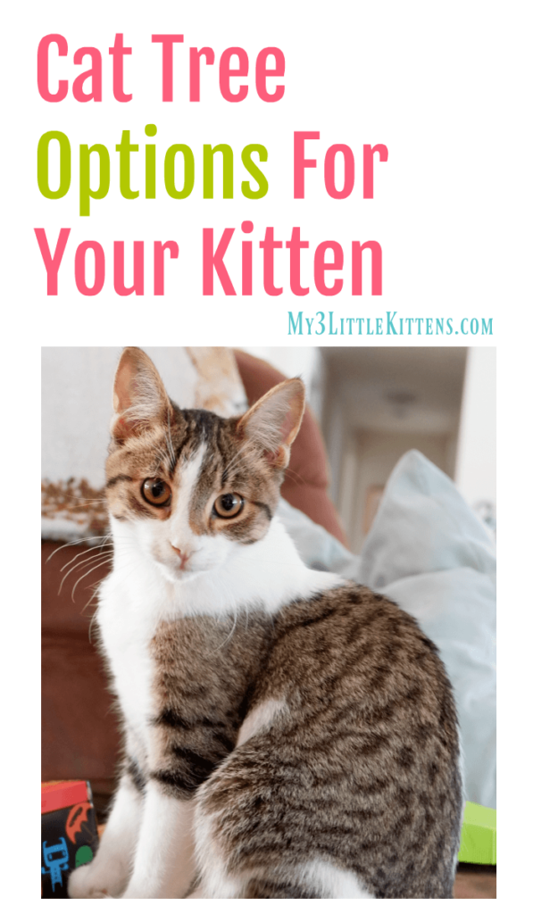 Cat Tree Options For Your Kitten - My 3 Little Kittens