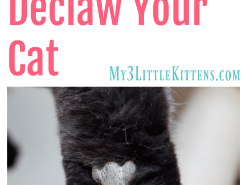 Why You Should Never Declaw Your Cat. Because Kitty Deserves to be Healthy!