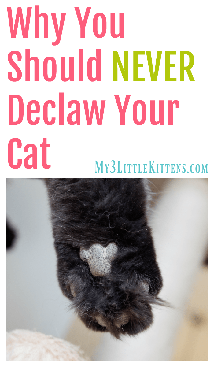 Why You Should Never Declaw Your Cat. Because Kitty Deserves to be Healthy!