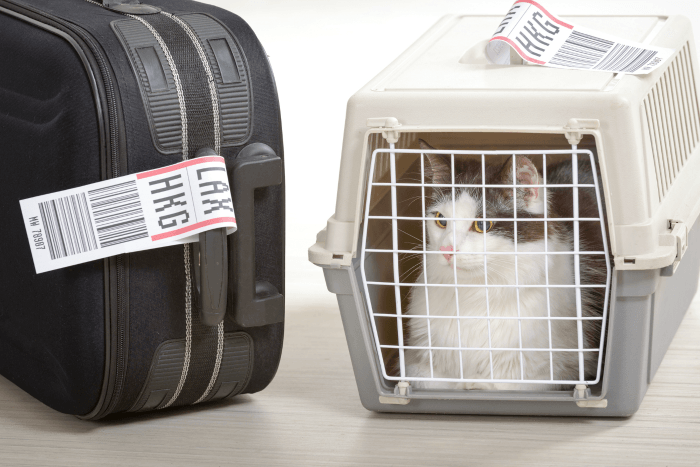These Airline Cat Policies are a must read for those traveling with their pet! Common airline policies included.