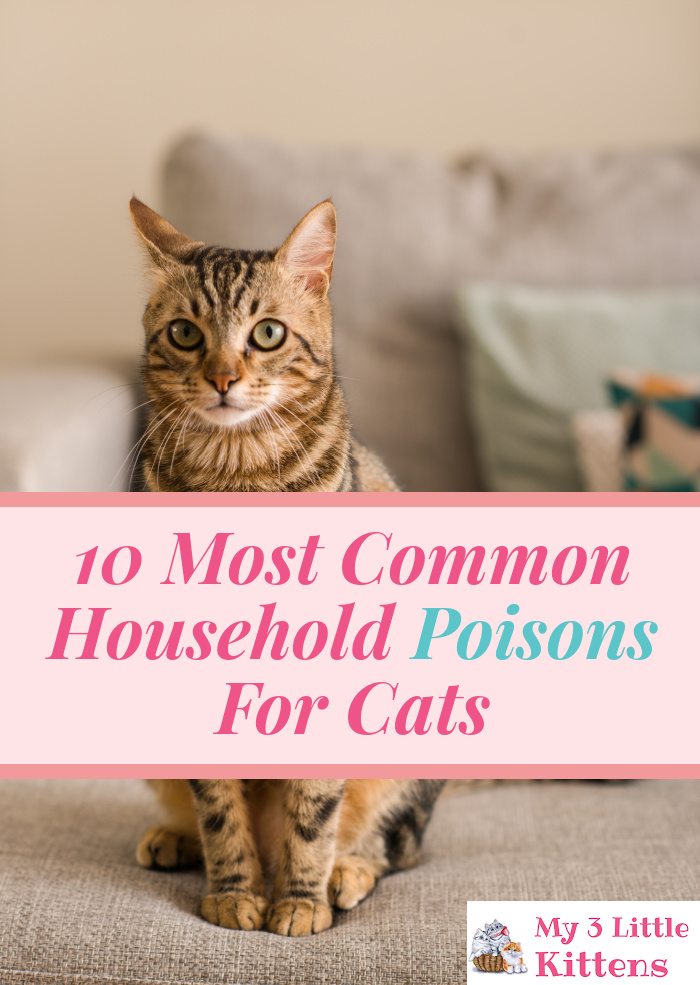 These 10 Most Common Household Poisons for Cats are important to know. Keep your kitty safe while indoors!