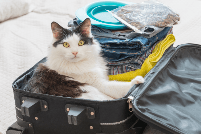 How to Travel When You Have a Cat