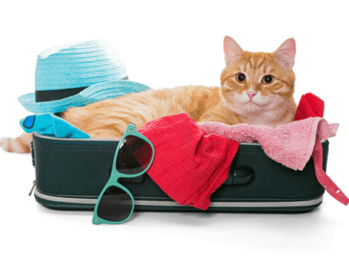 How to Travel When You Have a Cat