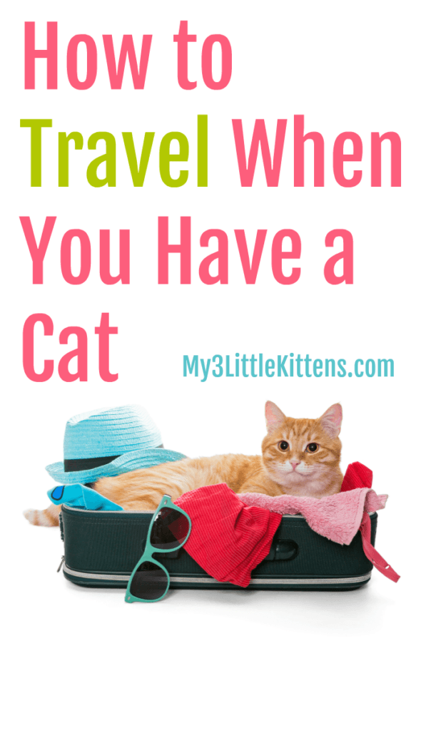 how-to-travel-when-you-have-a-cat-my-3-little-kittens