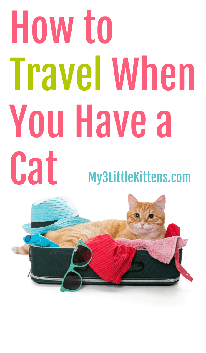 How to Travel When You Have a Cat. These tips are perfect to keep your kitty happy and cared for!