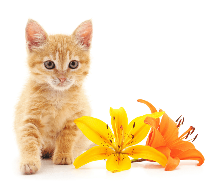 10 Most Common Household Poisons for Cats