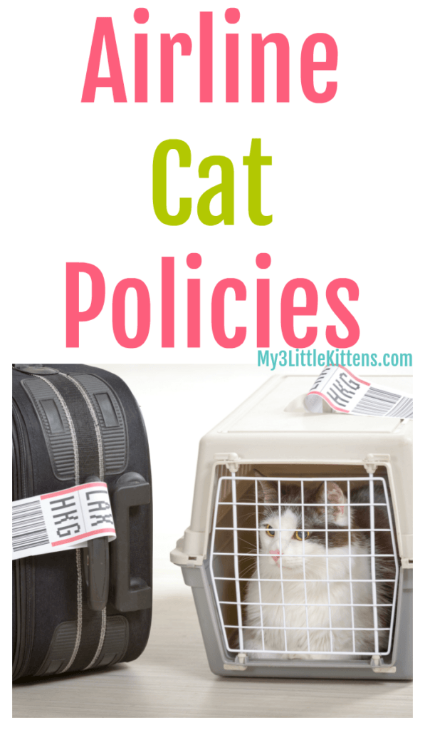 airline-cat-policies-my-3-little-kittens