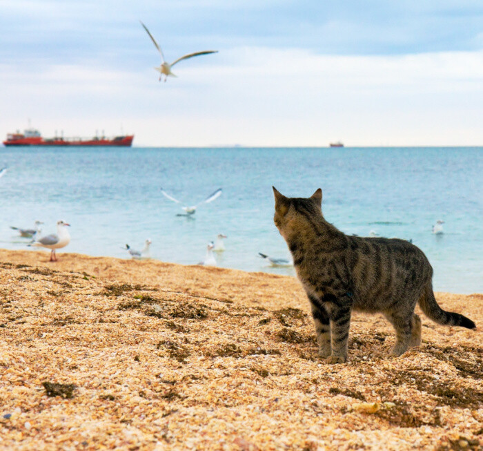 Choosing Cat Friendly Vacation Rentals My 3 Little Kittens