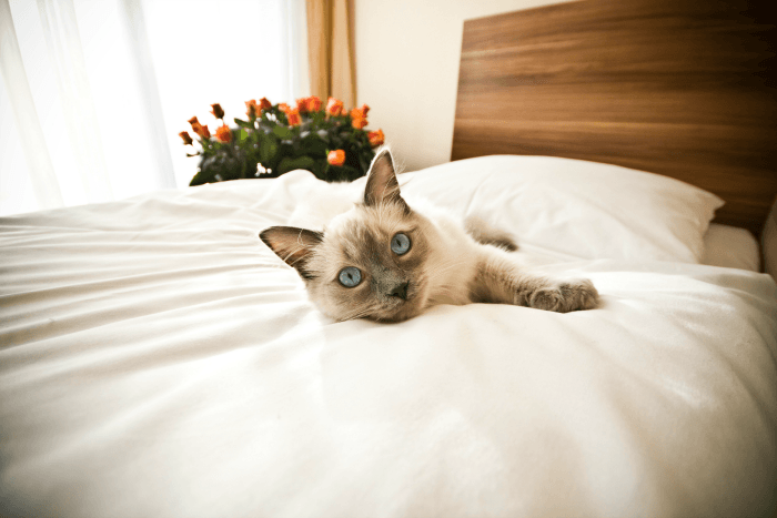 Finding a cat friendly hotel to enjoy your vacation with your kitty. Pet friendly hotels have never been easier to find!