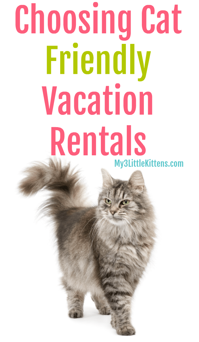 Traveling with Kitty? Choosing Cat Friendly Vacation Rentals are a perfect idea!