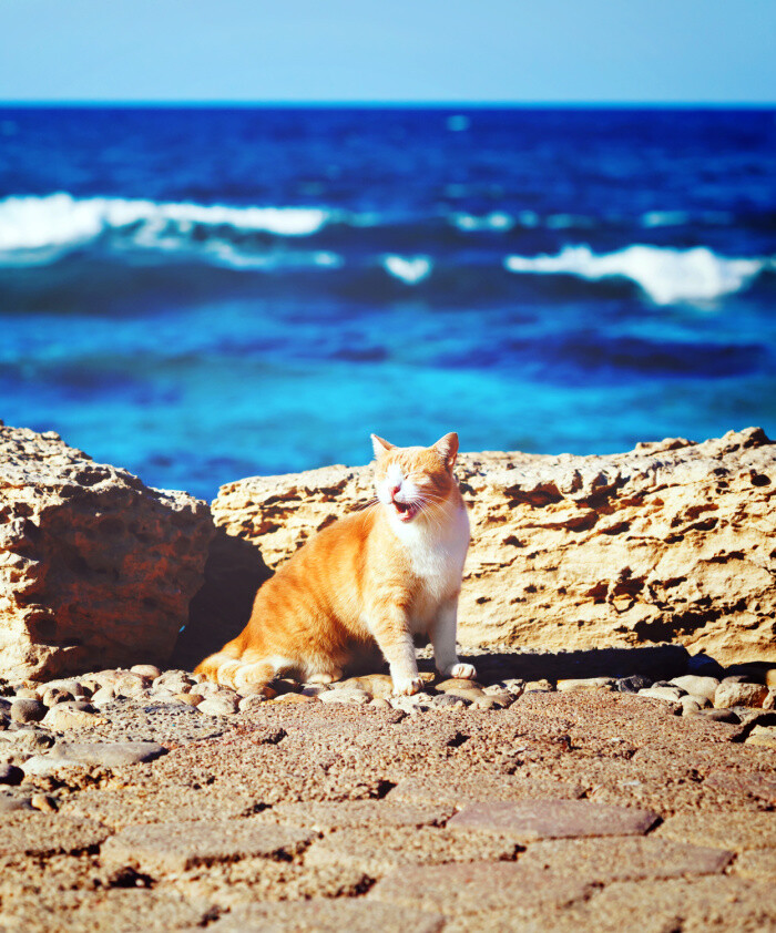 Traveling with Kitty? Choosing Cat Friendly Vacation Rentals are a perfect idea!
