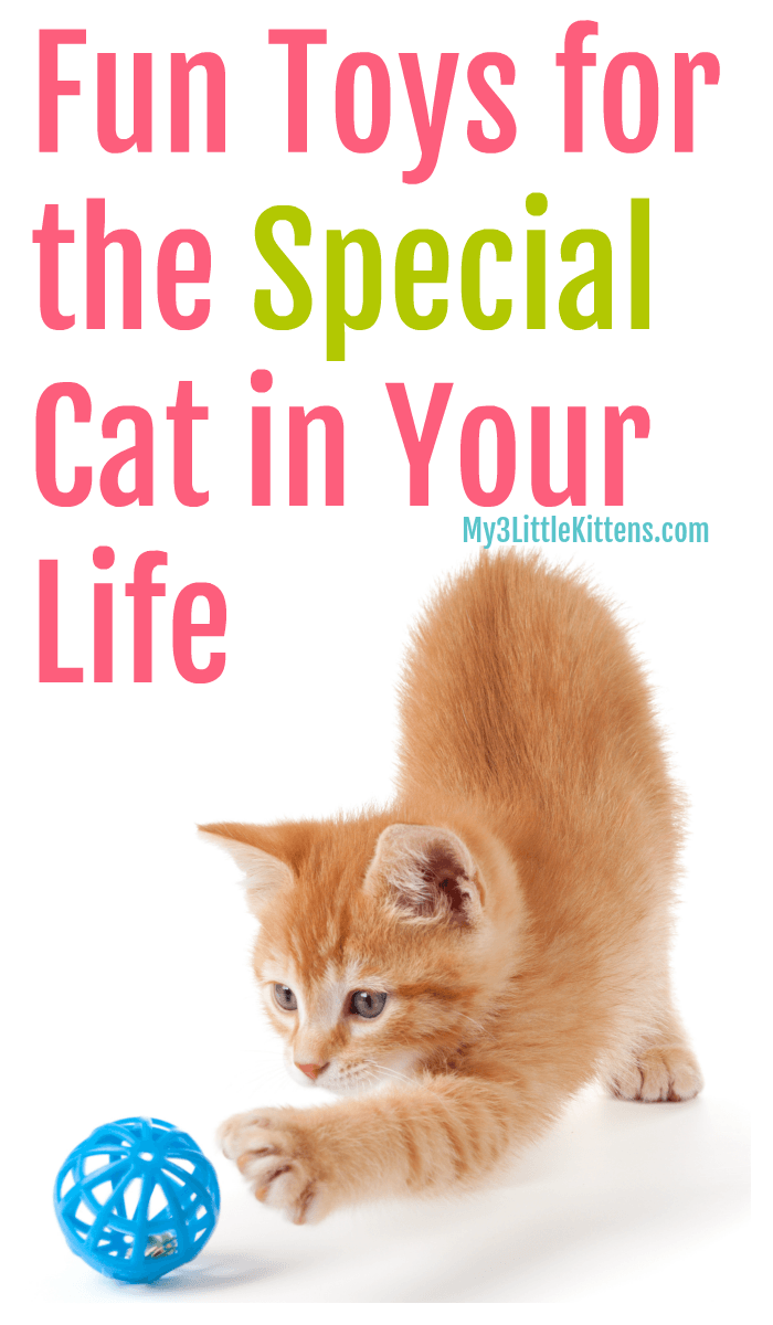 These Fun Toys for the Special Cat in your Life keep kitty active and healthy!