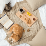 Traveling with Kitty? Choosing Cat Friendly Vacation Rentals are a perfect idea!