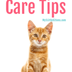 Understanding Cat Behavior Explained - My 3 Little Kittens