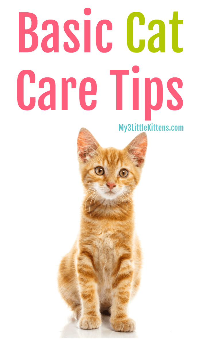 These Basic Cat Care Tips are Kitty Approved. Any breed, any home!