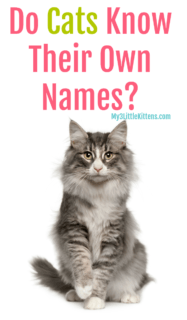 Do Cats Know Their Own Names - My 3 Little Kittens