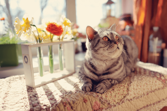Ever Wonder If Cats Know Their Own Names? Your Kitty Questions Answered!