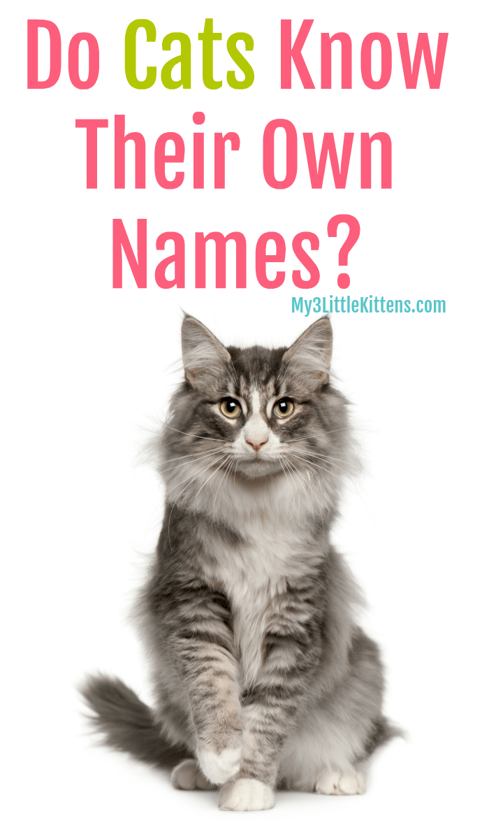 Ever Wonder If Cats Know Their Own Names? Your Kitty Questions Answered!