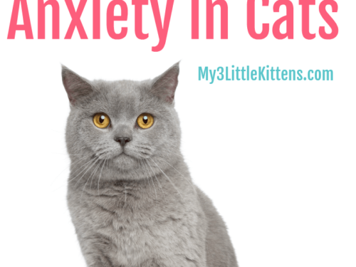 The Truth About Dealing with Separation Anxiety in Cats. From Remedies to Treatments. Know the facts!