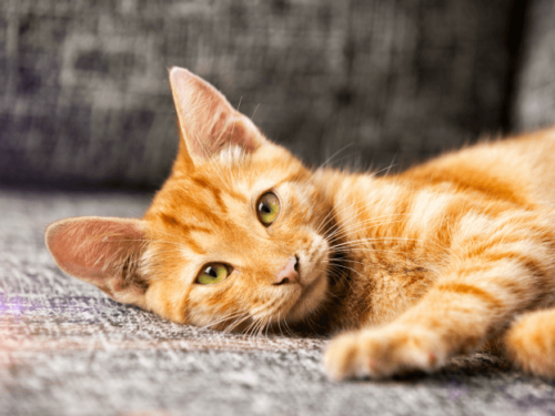 These Basic Cat Care Tips are Kitty Approved. Any breed, any home!