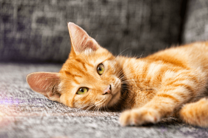 These Basic Cat Care Tips are Kitty Approved. Any breed, any home!