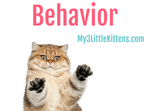 Understanding Cat Behavior such as head butting, kneading and more! Your kitty will appreciate it!