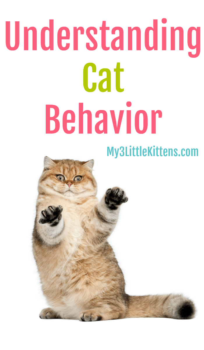 Understanding Cat Behavior such as head butting, kneading and more! Your kitty will appreciate it!