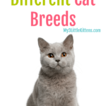 Understanding Different Cat Breeds is important for your kitty. From British to Burmese, they are all worth your love!