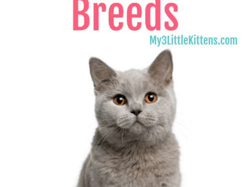 Understanding Different Cat Breeds is important for your kitty. From British to Burmese, they are all worth your love!