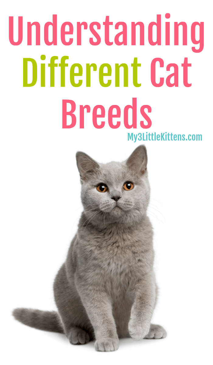 Understanding Different Cat Breeds is important for your kitty. From British to Burmese to Oriental to Persian to Maine Coon, they are all worth your love!
