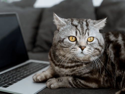 Are Cats Smarter Than Dogs? The answer might surprise you and your kitty!