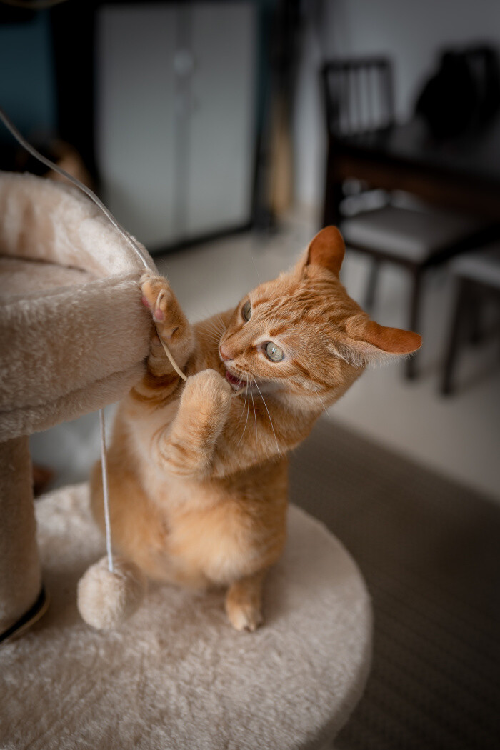 How to Get Your Cat to Stop Scratching Furniture. Prevent Your Kitty From Scratching With These Ideas!