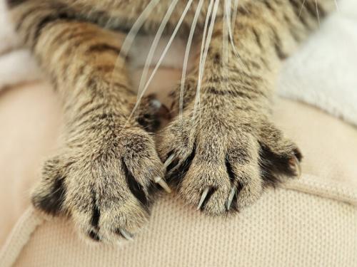 How to Get Your Cat to Stop Scratching Furniture. Prevent Your Kitty From Scratching With These Ideas!