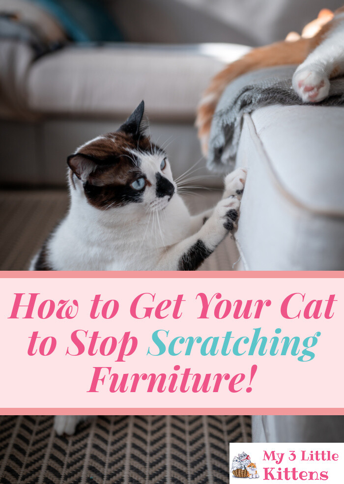 How to Get Your Cat to Stop Scratching Furniture. Prevent Your Kitty From Scratching With These Ideas!