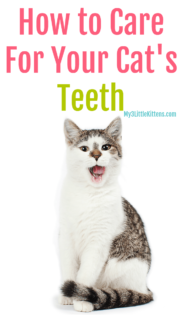 How To Care For Your Cat's Teeth - My 3 Little Kittens