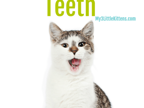 Ever Wonder How to Clean Your Cat's Teeth? Dental Health and Hygiene is Important for Your Kitty Too!