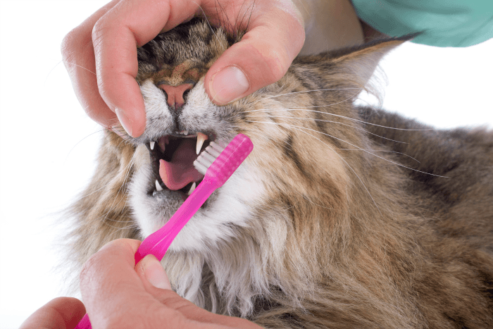 Ever Wonder How to Clean Your Cat's Teeth? Dental Health and Hygiene is Important for Your Kitty Too!